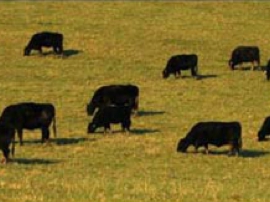 Cattle partake in some directional grazing.jpg
