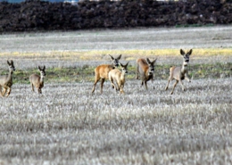 deermakecoll.jpg